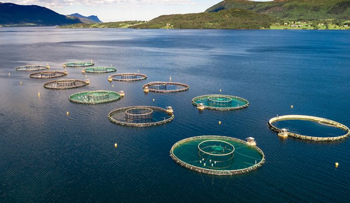 The promotion of copper alloy net cages has great potential for marine fisheries