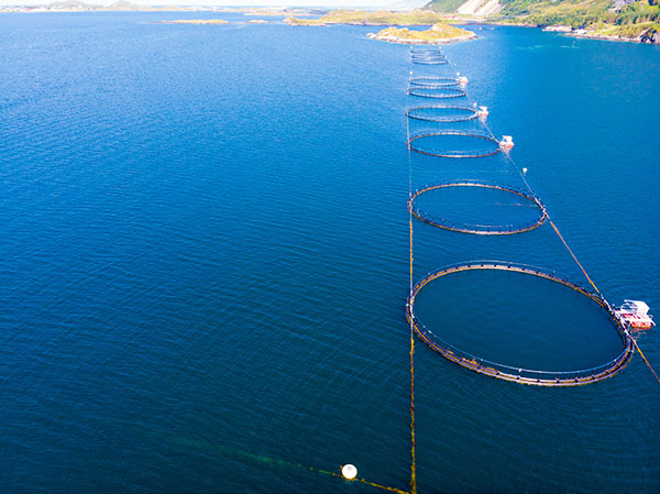 China made breakthroughs in deep and open sea aquaculture equipment and technology