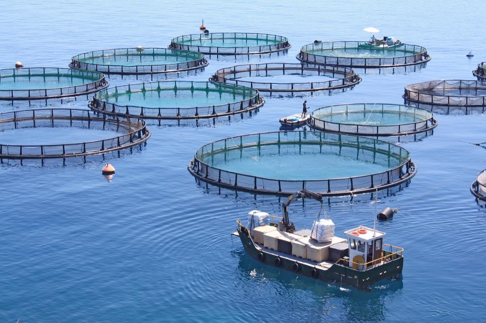 Copper Alloy Net Application in Marine Fish Farming Cages