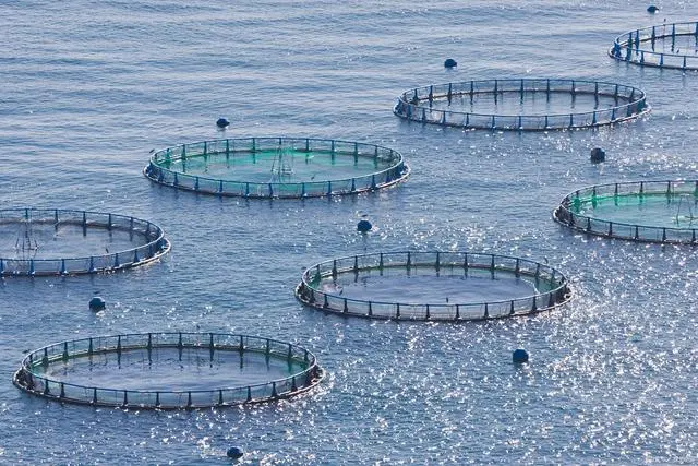 How to reduce the use of antibiotics in Salmon farming?