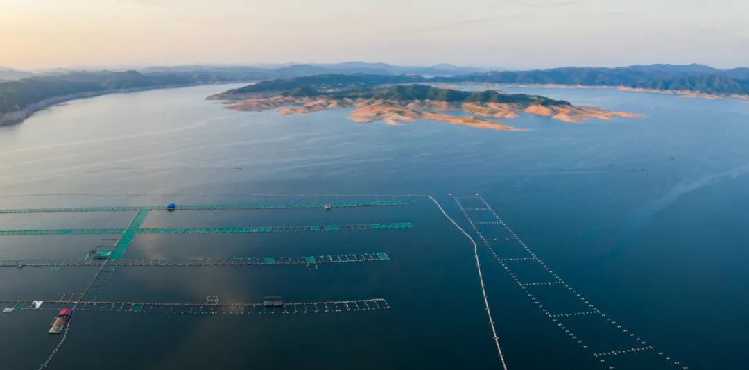 How to increase the survival rate in salmon farming？