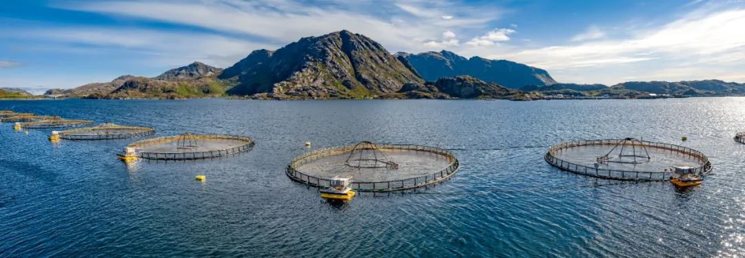 Alloy cage net for the deep sea farming